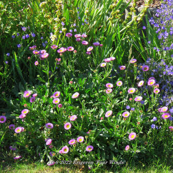 Erigeron 'Four Winds'