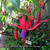 Fuchsia 'Wilma Versloot'