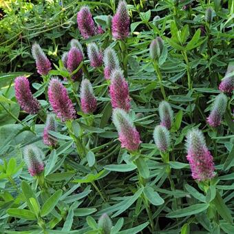 Trifolium rubens 'Mini Mouse'