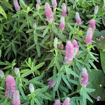 Trifolium rubens 'Mini Mouse'