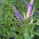 Veronica longifolia 'Blue John' - Ereprijs