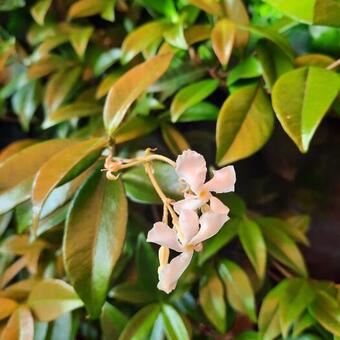 Trachelospermum jasminoides 'Star of Venice'