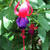 Fuchsia 'Army Nurse'