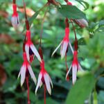 Fuchsia magellanica var. arauco - Bellenplant