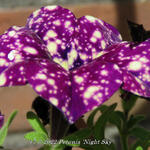 Petunia 'Night Sky' - Petunia