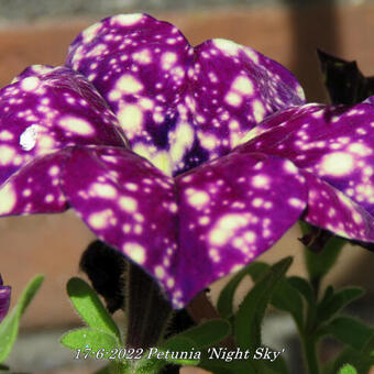 Petunia 'Night Sky'