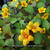 Lysimachia procumbens 'Golden Globes'