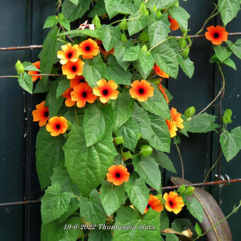 Thunbergia alata