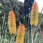 Kniphofia 'Bees' Sunset' - Vuurpijl of de fakkellelie