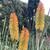 Kniphofia 'Bees' Sunset'