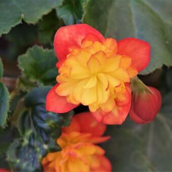 Begonia 'RiseUp Harlequin'