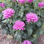 Monarda 'Baby Spice' - Bergamotplant