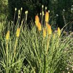 Kniphofia 'Bees' Sunset' - Vuurpijl of de fakkellelie