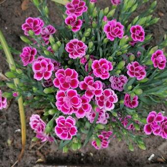 Dianthus caryophyllus 'Pink Kisses'