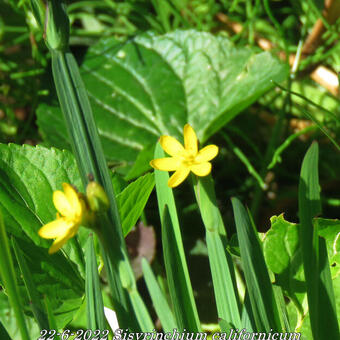 Sisyrinchium californicum