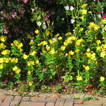 Oenothera tetragona