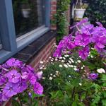 Phlox paniculata 'SWEET SUMMER Ocean' - Floks, vlambloem