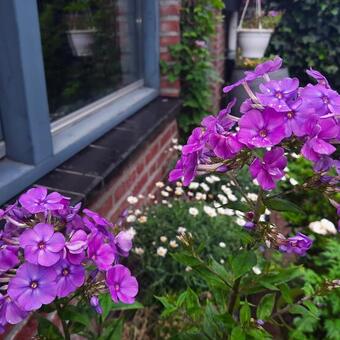 Phlox paniculata 'SWEET SUMMER Ocean'