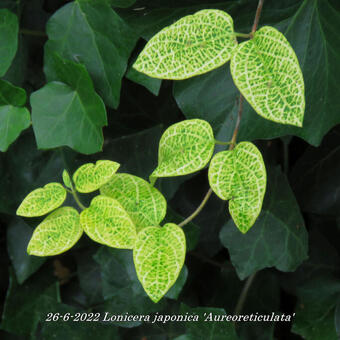 Lonicera japonica 'Aureoreticulata'