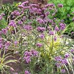 Verbena bonariensis 'Manon' - IJzerhard