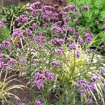 Verbena bonariensis 'Manon'