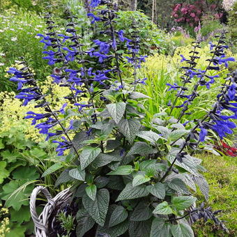 Salvia guaranitica 'Black & Bloom'