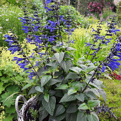 Salie - Salvia guaranitica 'Black & Bloom'