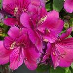 Alstroemeria 'Lilly' - Incalelie