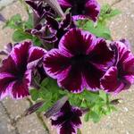 Petunia 'Cosmic Pink' - Hangpetunia