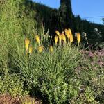 Kniphofia 'Bees' Sunset' - Vuurpijl of de fakkellelie