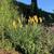 Kniphofia 'Bees' Sunset'