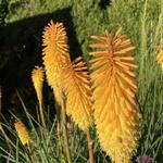 Kniphofia 'Bees' Sunset' - Vuurpijl of de fakkellelie