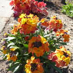 Erysimum 'Orange Purple GLOW’ - Steenraket, Muurbloem