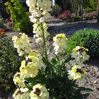 Erysimum 'Dark Yellow GLOW'