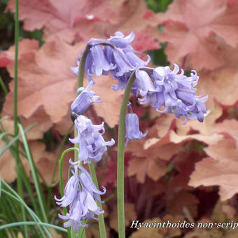 Hyacinthoides non-scripta