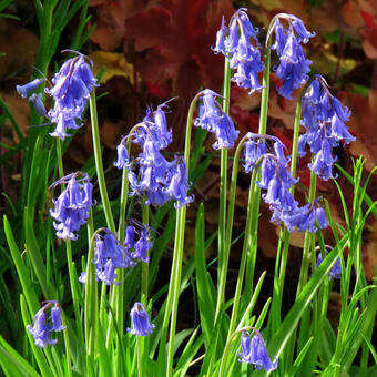 Hyacinthoides non-scripta