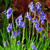 Hyacinthoides non-scripta