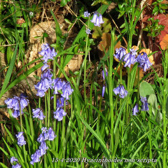 Hyacinthoides non-scripta