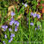 Hyacinthoides non-scripta