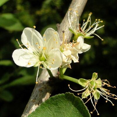 Kerspruim, Kroosjespruim, Myrobalaan - Prunus cerasifera