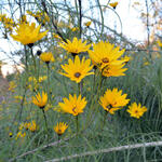 Zonnebloem - Helianthus salicifolius