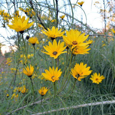 Zonnebloem - Helianthus salicifolius