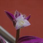 Tradescantia albiflora 'Nanouk' - Vaderplant