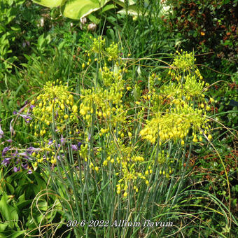 Allium flavum