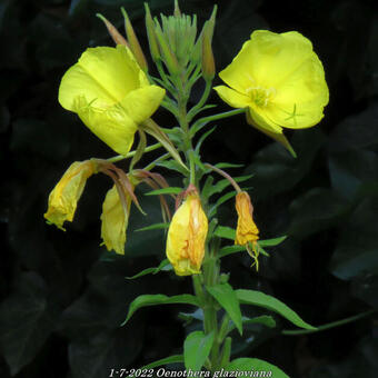 Oenothera glazioviana