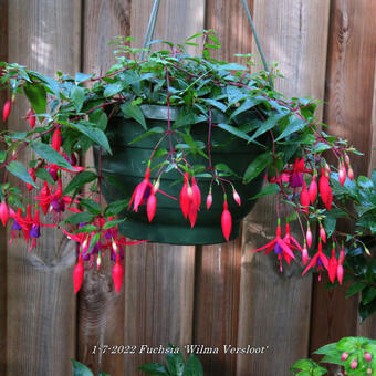 Fuchsia 'Wilma Versloot'