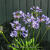 Agapanthus 'AMOURETTE Blue'