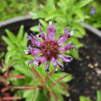 Trifolium speciosum