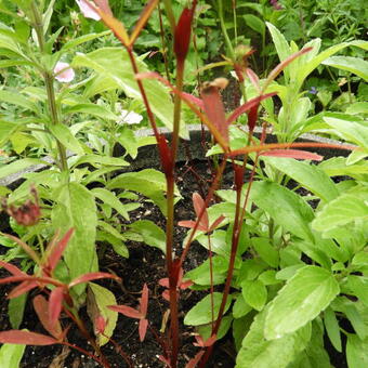 Trifolium speciosum