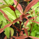 Trifolium speciosum - Klaver